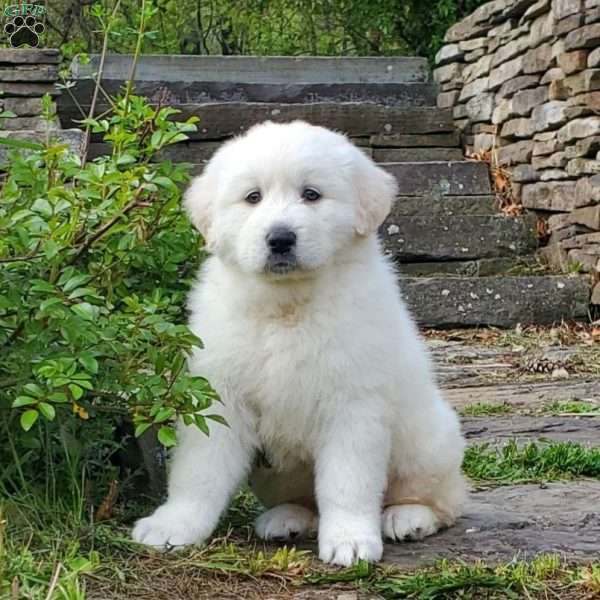 Lucy, Great Pyrenees Puppy